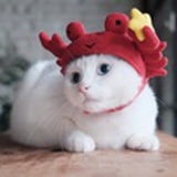 肉肉