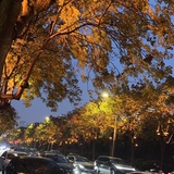 oak