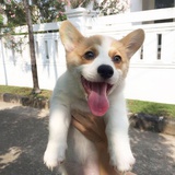 巴扎嘿