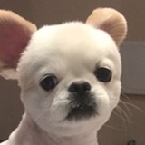 宝鱼