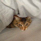 小松芷