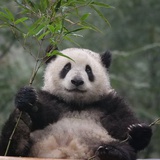月眠