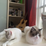 养了3只猫