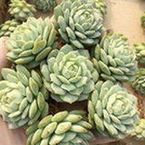 一花一世界