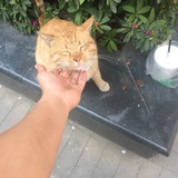 Anasa