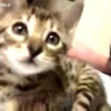 猫夫人clara