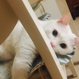 安逸妄想症