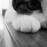 刺猬蔡
