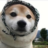 熊二狗的长镜头