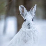 雪兔