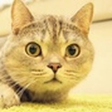 5只猫的主子