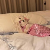 卤子