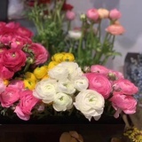 我的午后花园
