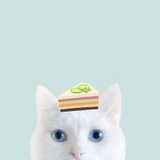 猫呜