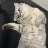 白告