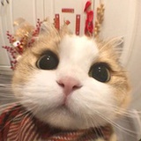 少糖奶茶