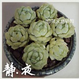 薇火烧骄阳