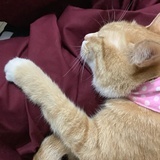 粘猫胶