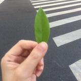 捣蛋鬼