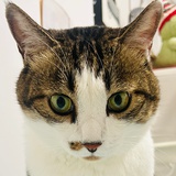 顺顺