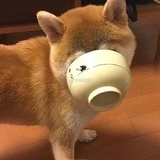 饭盒精小鱼