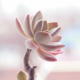 土生