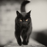 Dante家的猫