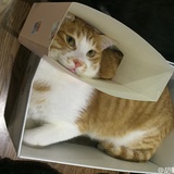 耳朵猫