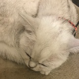 福尔摩婧