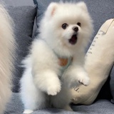 西柚圆滚滚