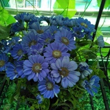 树影花事
