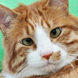 麻辣咸香猪蹄蹄