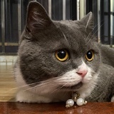 豆护花