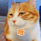 喵了个咪