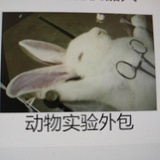 侦探险活宝可梦