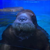 星星飞行中