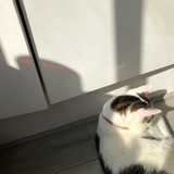 祉余
