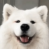 可爱狗狗