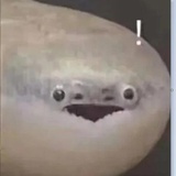 睡觉的猫鼬