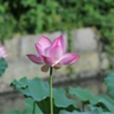 Zuo