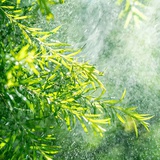 菁菁菁