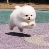 剪泥