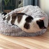 猫小奔