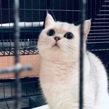 小平熊