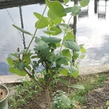 伟_20110901