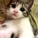 把小猫举高高