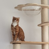 薛定谔的猫小姐