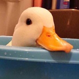 兔子的小虎牙