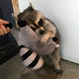 墨西哥牛油果