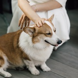 西瓜肽糖